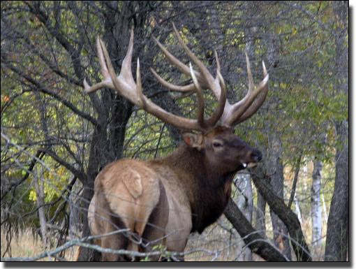Schedule your trophy elk hunt today!