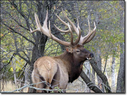 440 to 460 inch huge bull horns