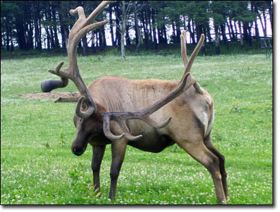 480 to 499 inch gigantic elk antlers