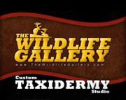 The Wildlife Gallery