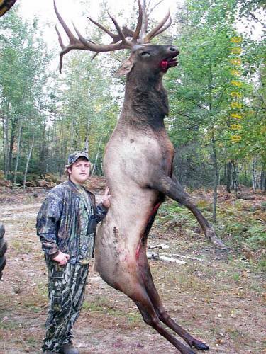 gigantic elk